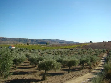 Quinta para Venda em Assares e Lodões