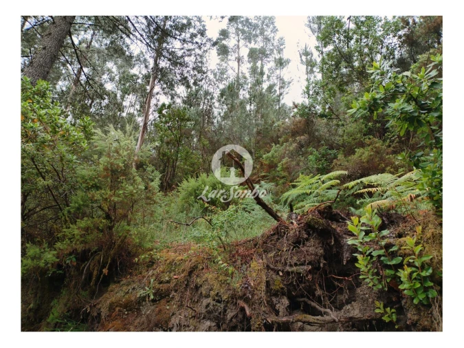 Terreno Agricola ou Rústico para Venda em Vilar da Veiga Foto 4