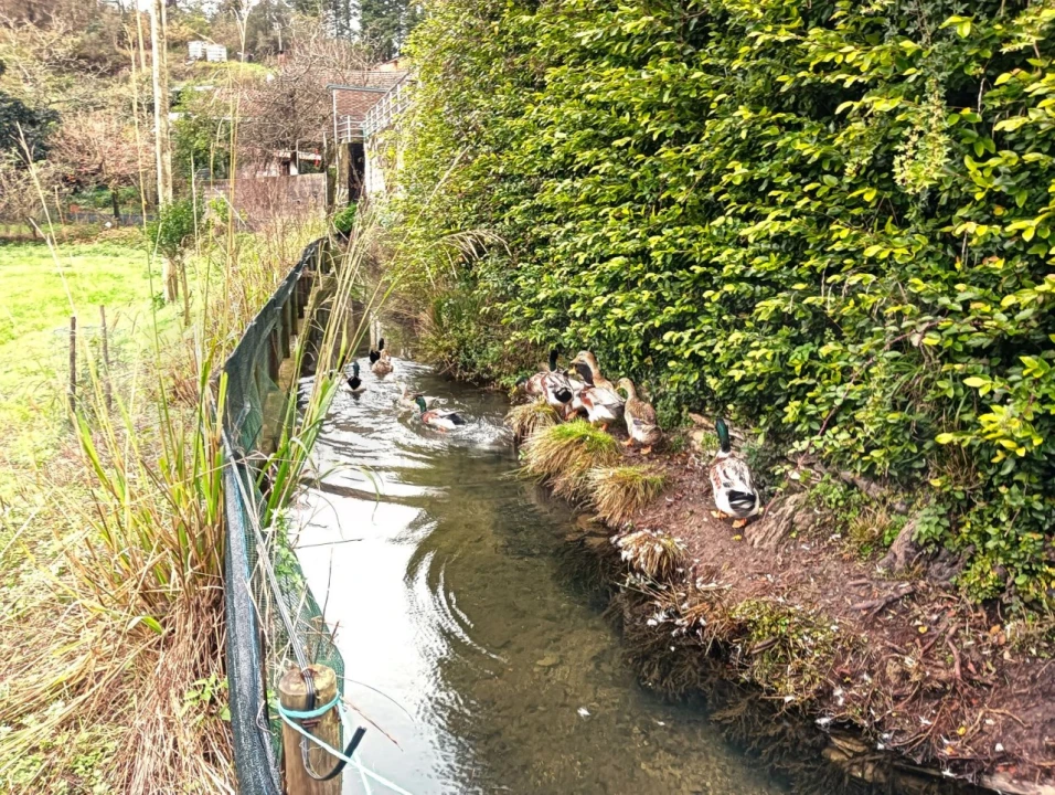 Quinta T1 para Venda em Angeja Foto 34