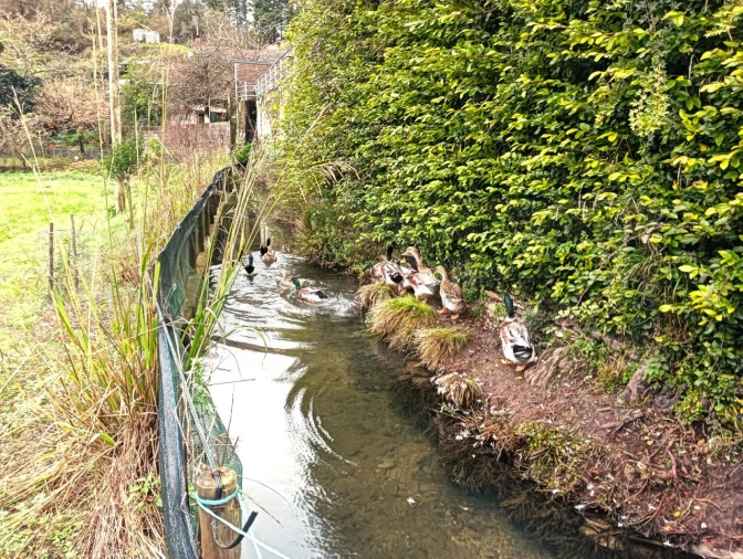 Quinta T1 para Venda em Angeja Foto 34