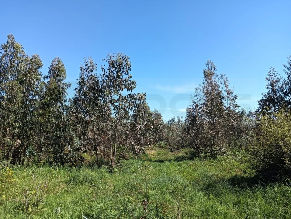 Terreno para Venda em Alquerubim Foto 7