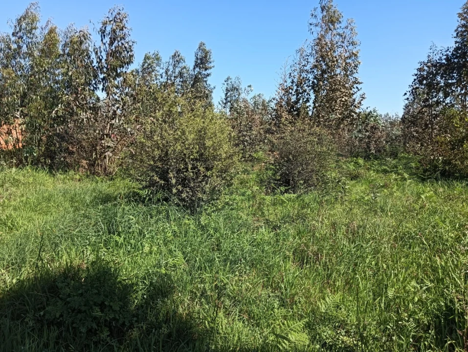Terreno para Venda em Alquerubim Foto 10