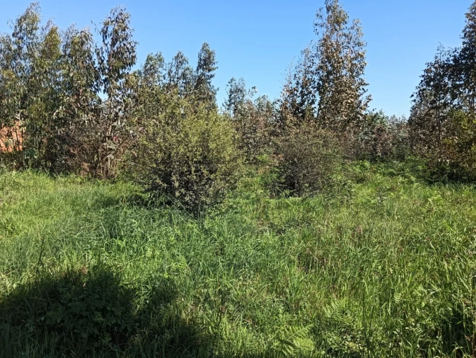 Terreno para Venda em Alquerubim Foto 5
