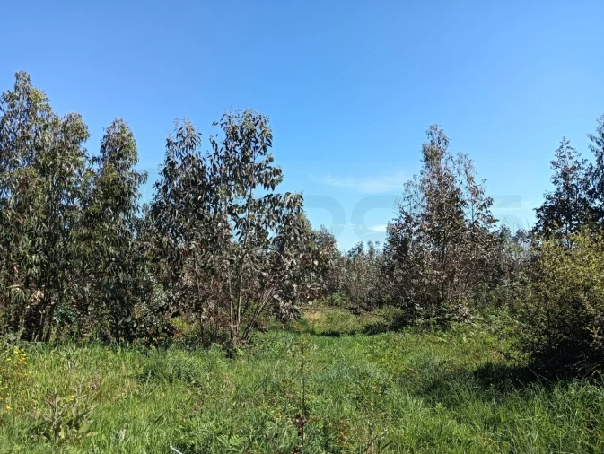 Terreno para Venda em Alquerubim Foto 7