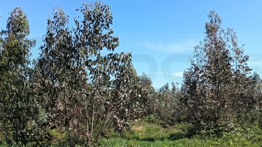 Terreno para Venda em Alquerubim