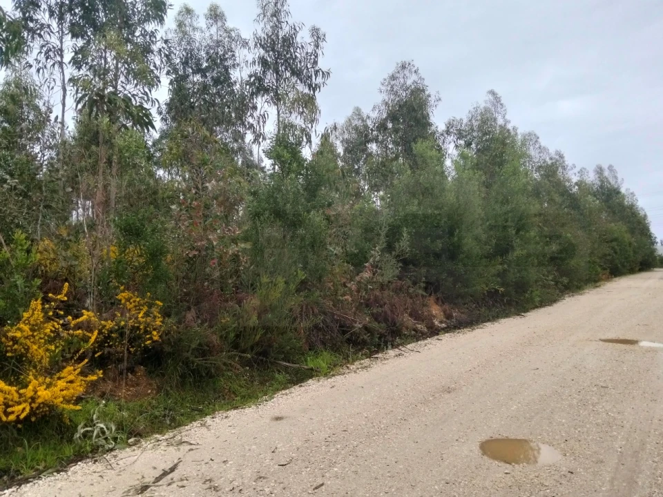 Terreno para Venda em Albergaria-A-Velha e Valmaior Foto 4
