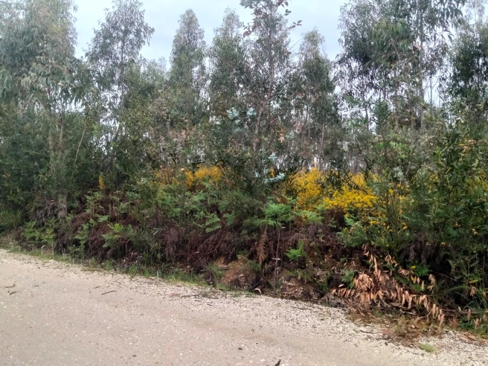 Terreno para Venda em Albergaria-A-Velha e Valmaior Foto 8