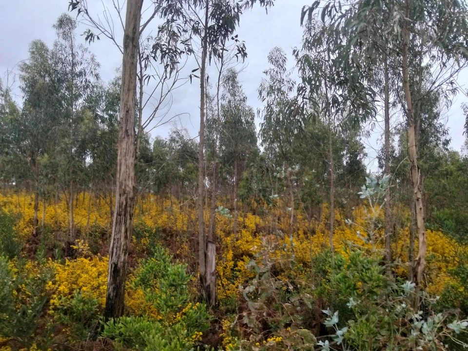Terreno para Venda em Albergaria-A-Velha e Valmaior Foto 9