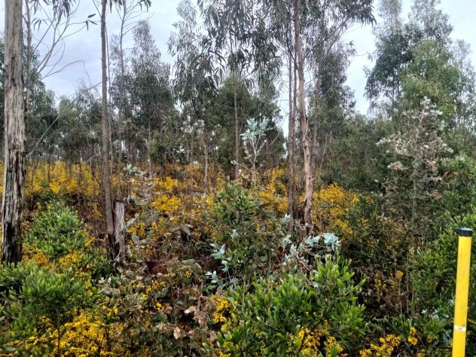 Terreno para Venda em Albergaria-A-Velha e Valmaior Foto 11