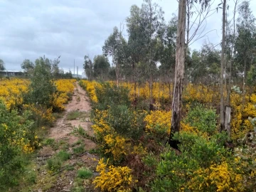 Terreno para Venda em Albergaria-A-Velha e Valmaior