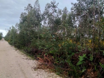 Terreno para Venda em Albergaria-A-Velha e Valmaior