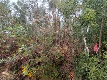Terreno para Venda em Albergaria-A-Velha e Valmaior