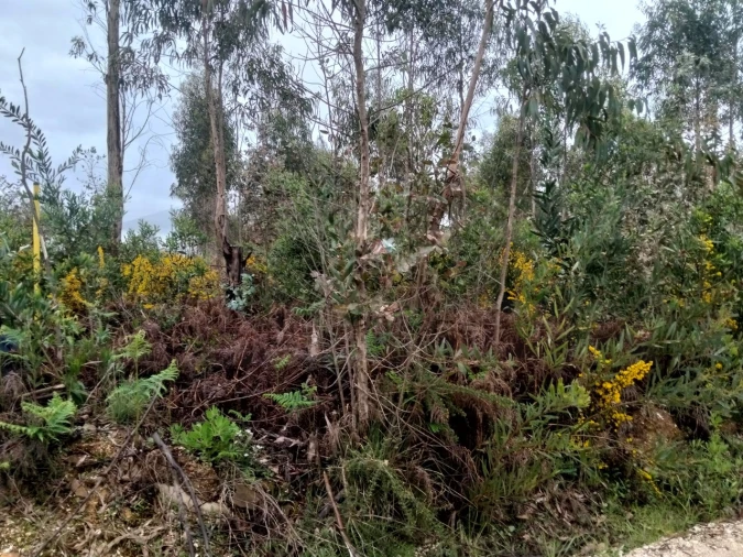 Terreno para Venda em Albergaria-A-Velha e Valmaior Foto 14