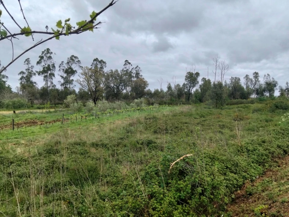 Terreno para Venda em Albergaria-A-Velha e Valmaior Foto 4