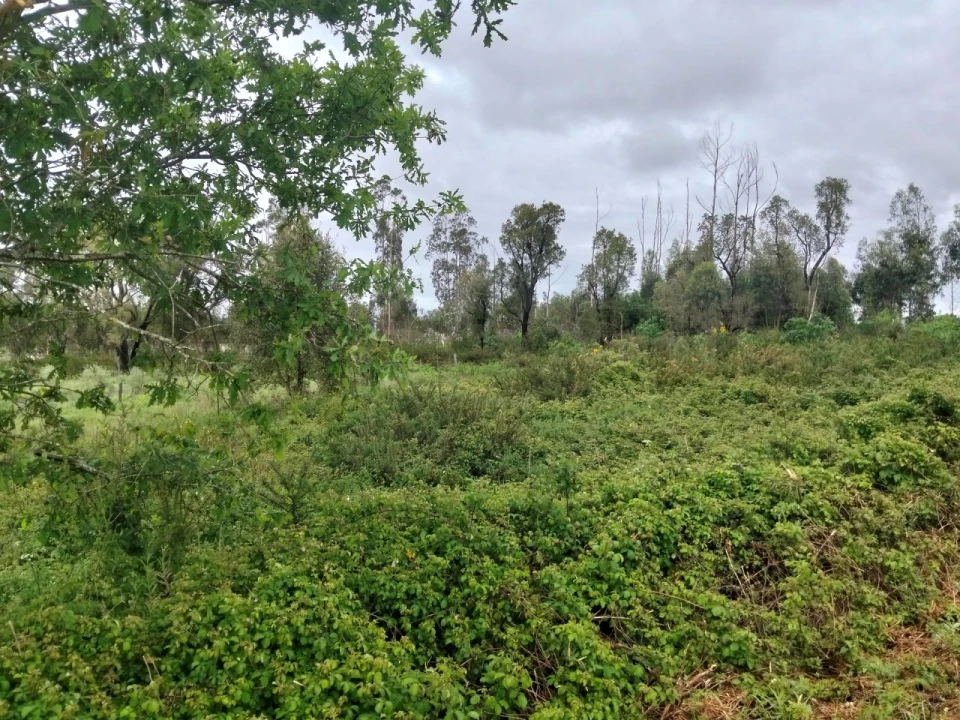 Terreno para Venda em Albergaria-A-Velha e Valmaior Foto 6