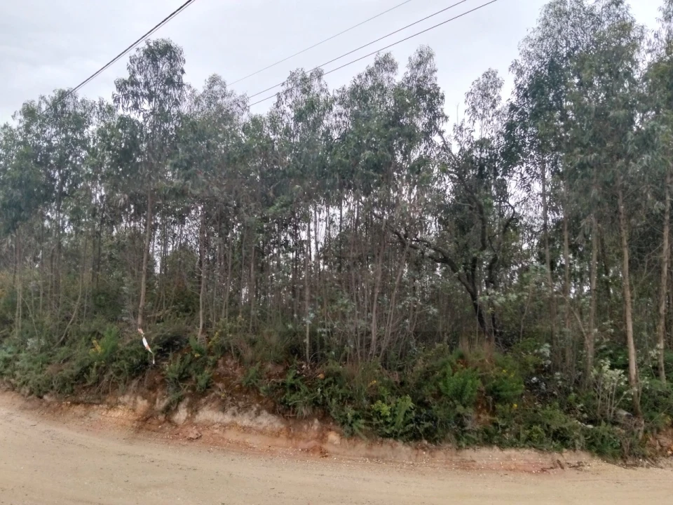 Terreno para Venda em Albergaria-A-Velha e Valmaior Foto 14