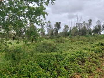 Terreno para Venda em Albergaria-A-Velha e Valmaior