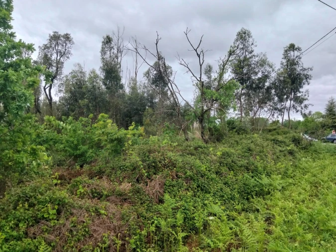 Terreno para Venda em Albergaria-A-Velha e Valmaior Foto 8