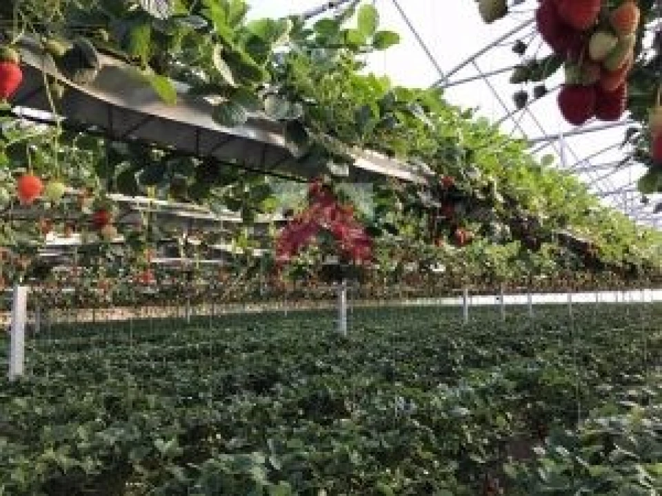 Quinta para Venda em Samuel Foto 6