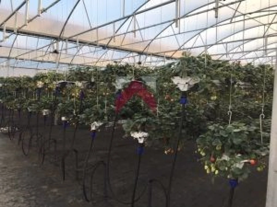 Quinta para Venda em Samuel Foto 7