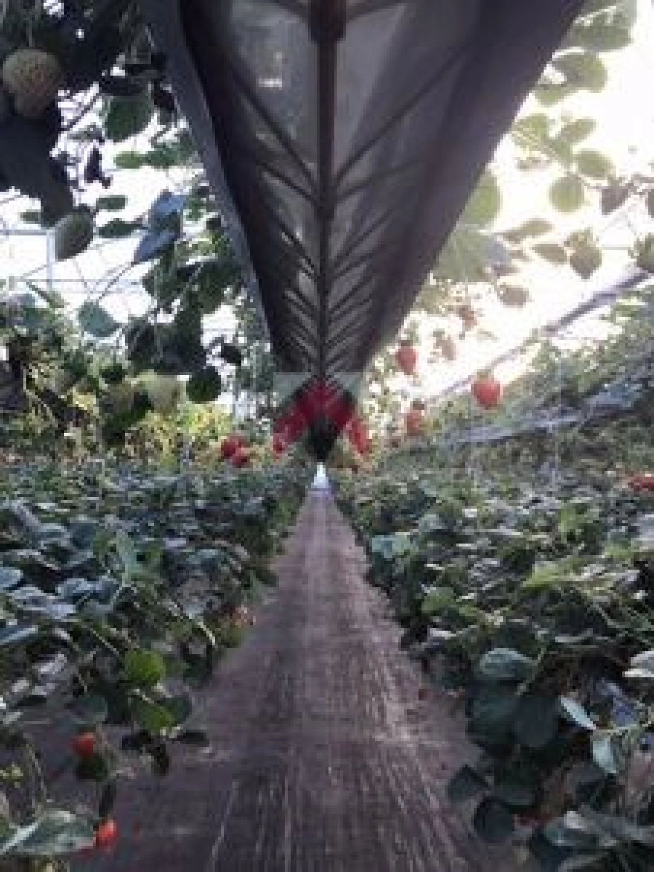 Quinta para Venda em Samuel Foto 19