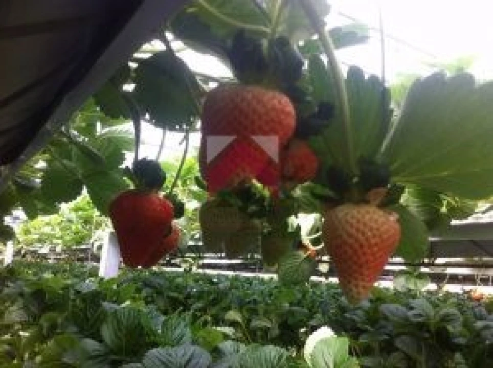 Quinta para Venda em Samuel Foto 3