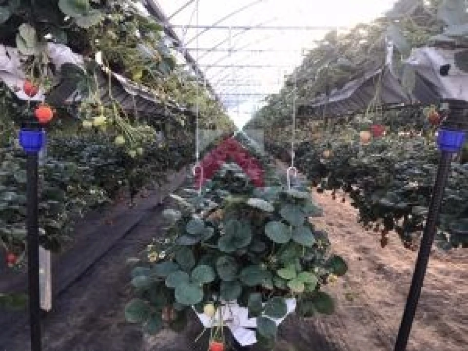 Quinta para Venda em Samuel Foto 8