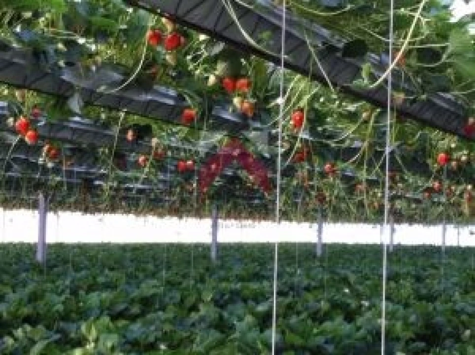 Quinta para Venda em Samuel Foto 22