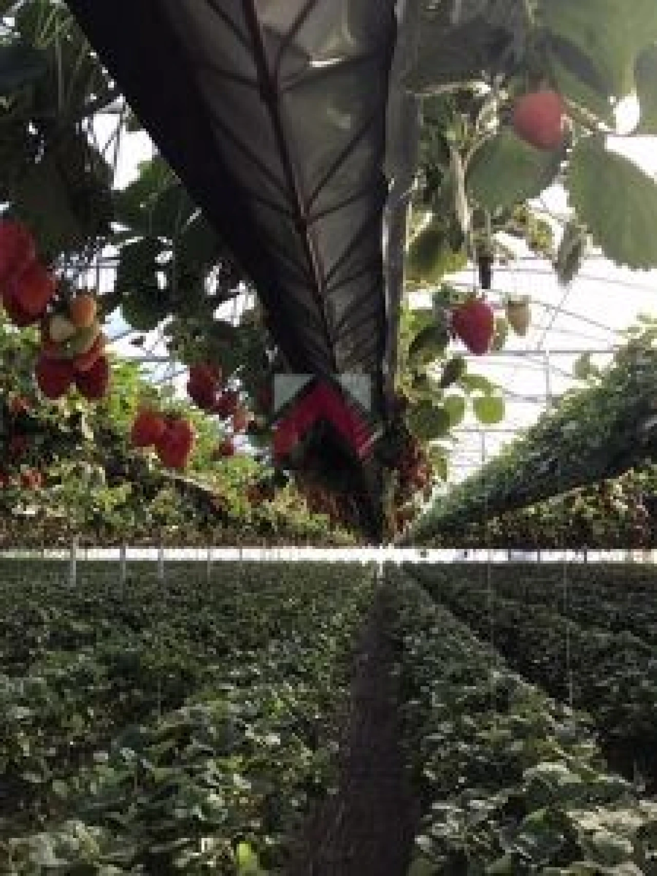 Quinta para Venda em Samuel Foto 23