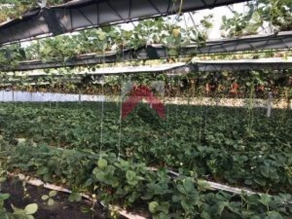 Quinta para Venda em Samuel Foto 25