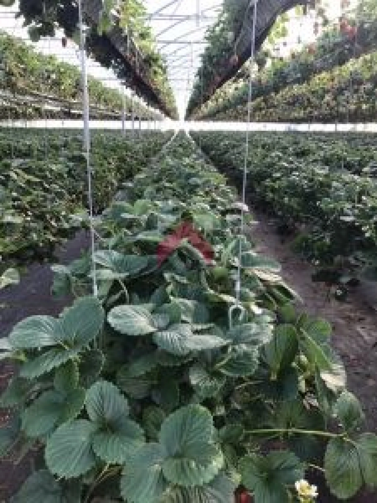 Quinta para Venda em Samuel Foto 26