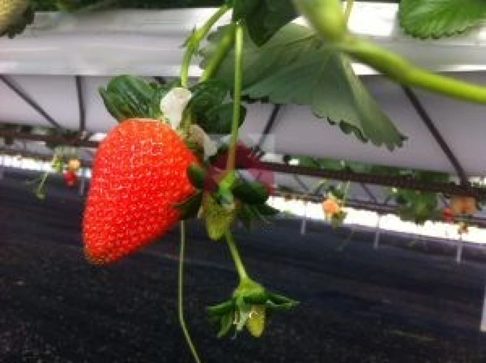 Quinta para Venda em Samuel Foto 2