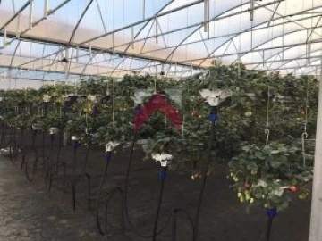 Quinta para Venda em Samuel