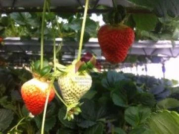 Quinta para Venda em Samuel