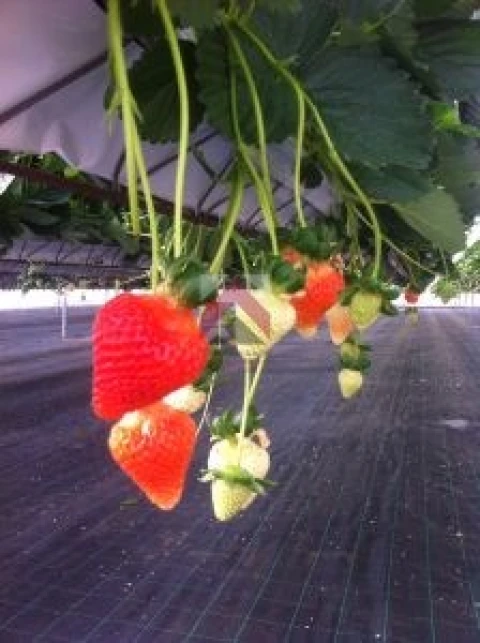 Quinta para Venda em Samuel