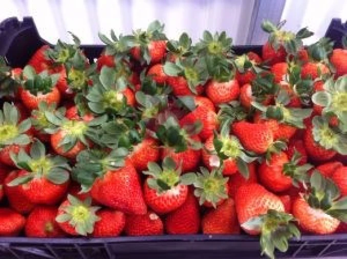 Quinta para Venda em Samuel