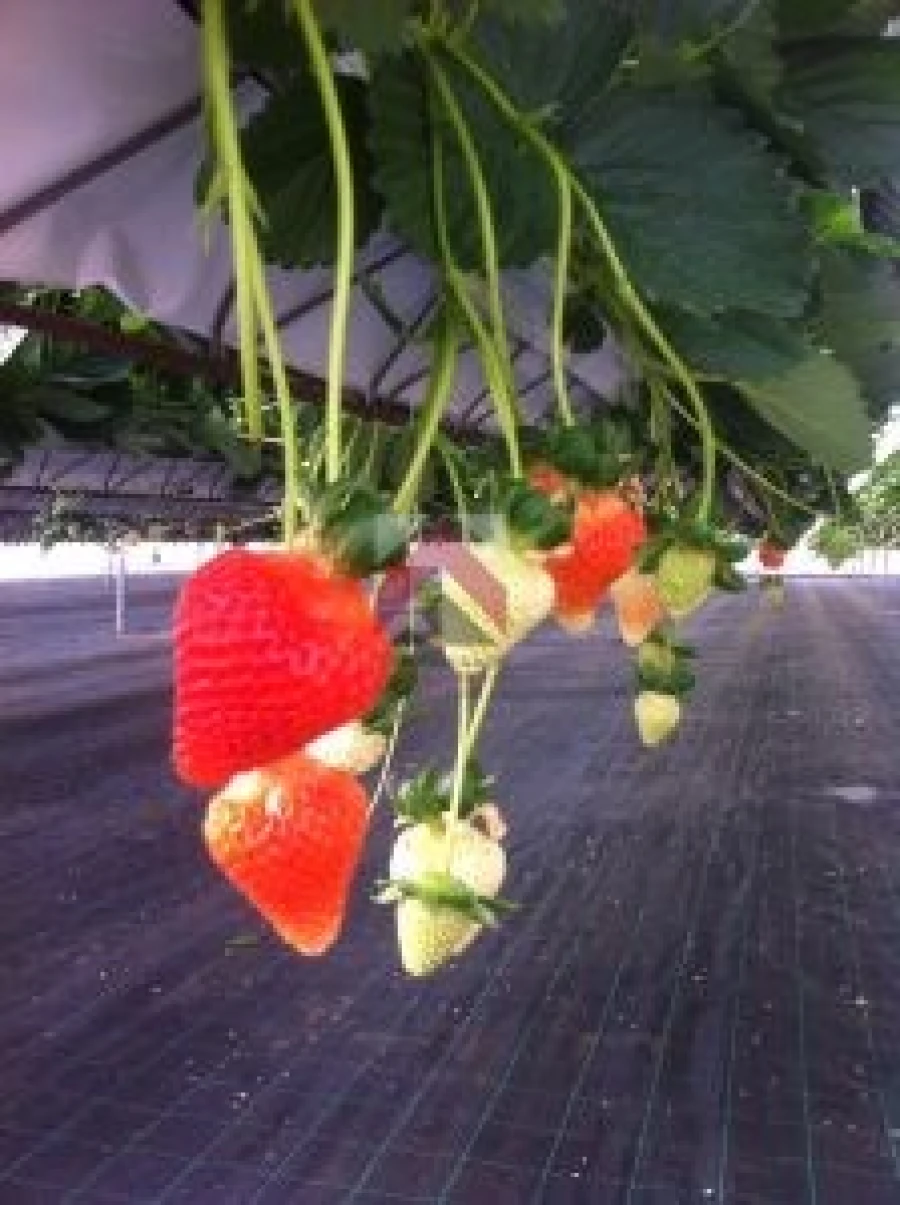 Quinta para Venda em Samuel Foto 5