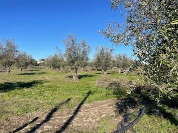 Terreno para Venda em Ponte de Sor, Tramaga e Vale de Açor