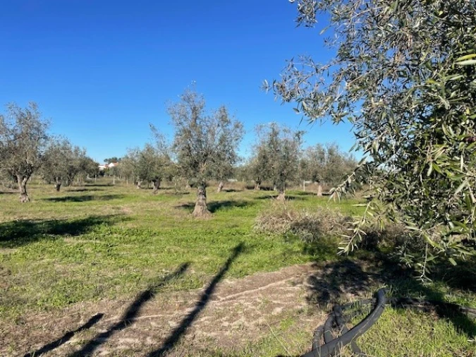 Terreno para Venda em Ponte de Sor, Tramaga e Vale de Açor Foto 4