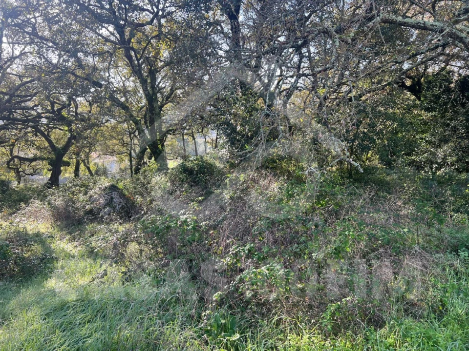 Terreno para Venda em Alvados e Alcaria Foto 1