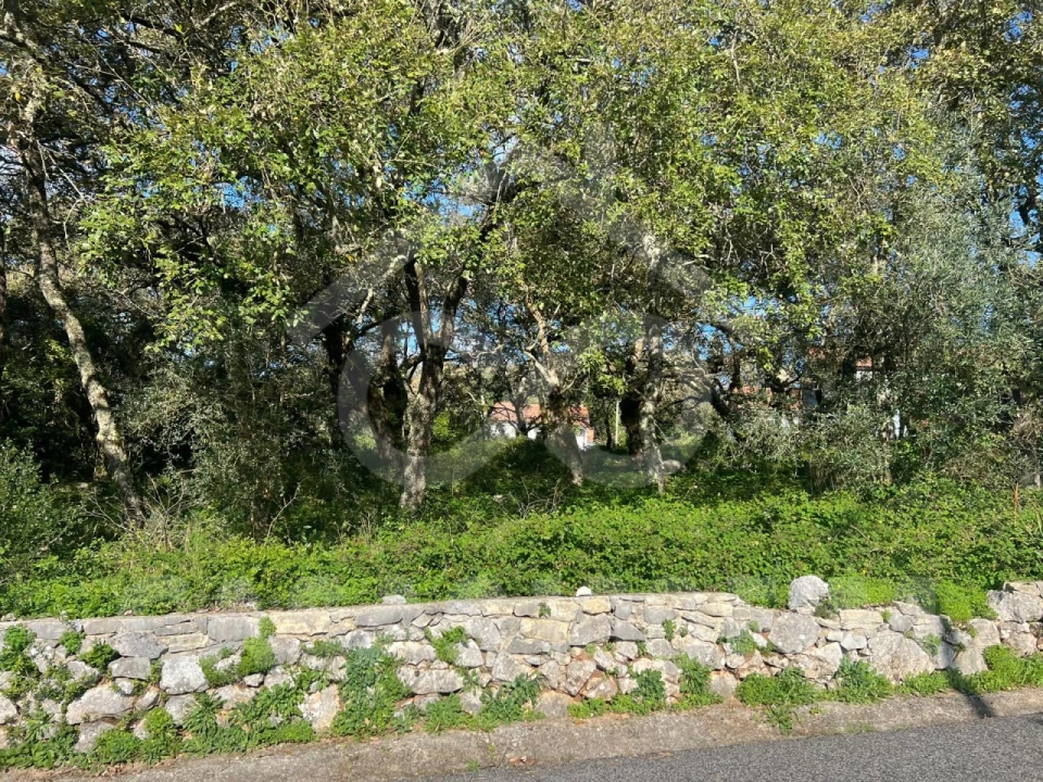 Terreno para Venda em Alvados e Alcaria Foto 2