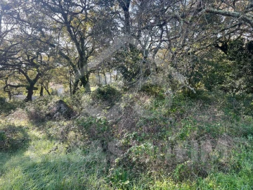 Terreno para Venda em Alvados e Alcaria