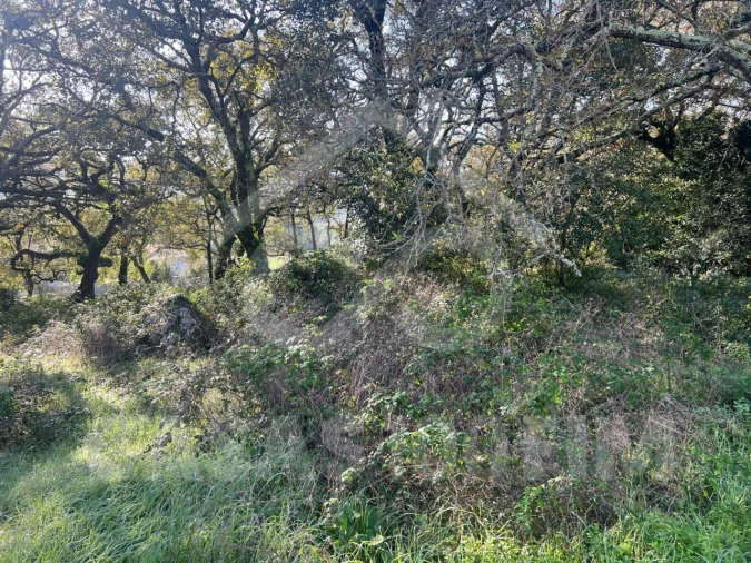 Terreno para Venda em Alvados e Alcaria