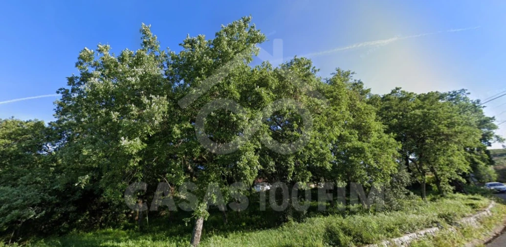 Terreno para Venda em Alvados e Alcaria Foto 6
