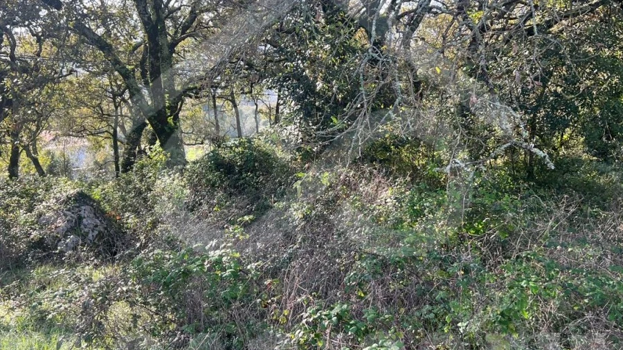 Terreno para Venda em Alvados e Alcaria