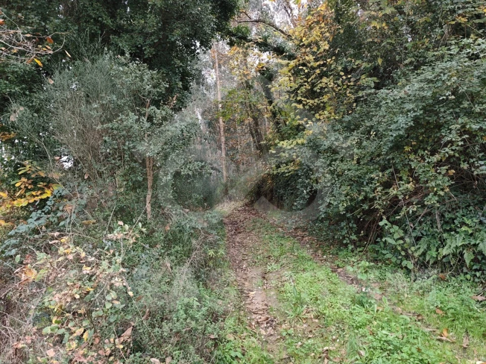 Quinta para Venda em Maiorga Foto 12