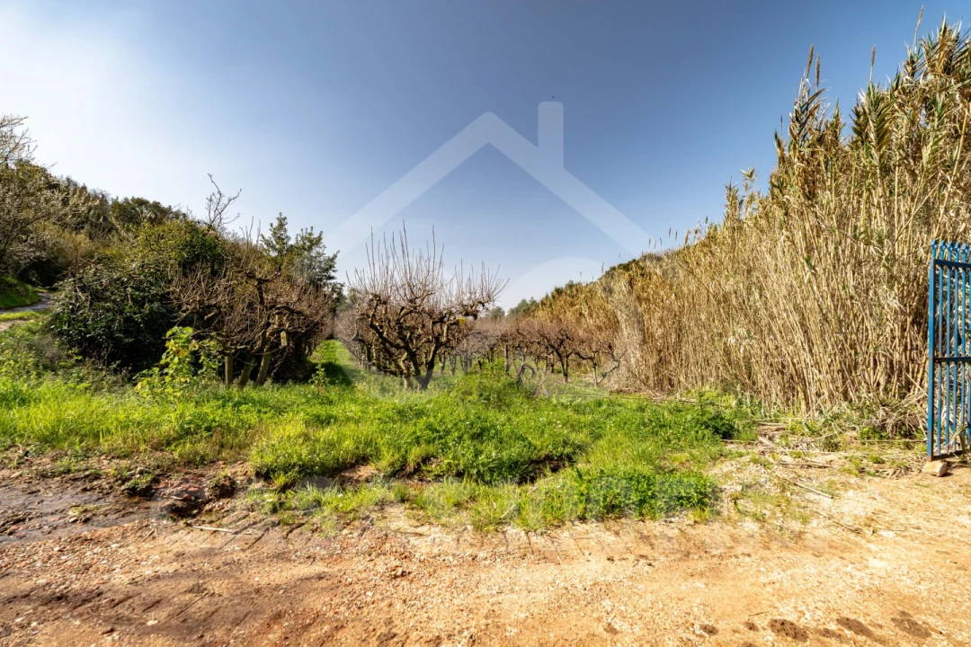 Quinta para Venda em Maiorga Foto 34