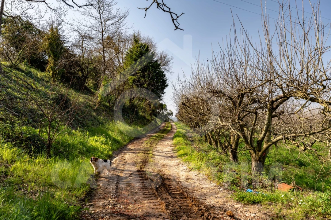 Quinta para Venda em Maiorga Foto 32