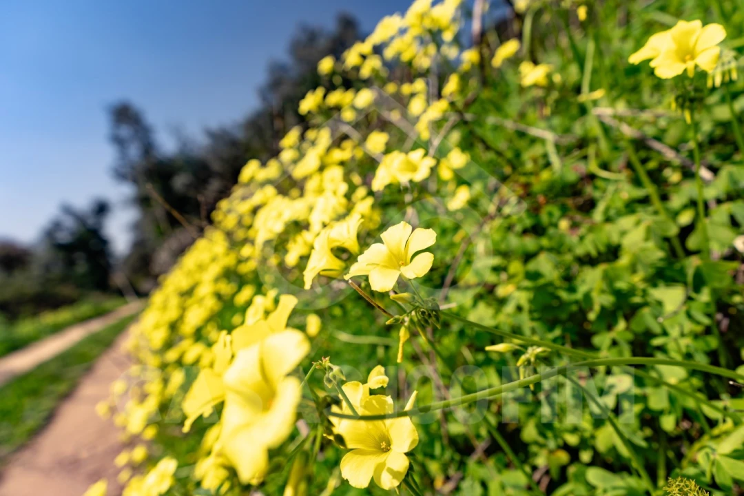 Quinta para Venda em Maiorga Foto 3