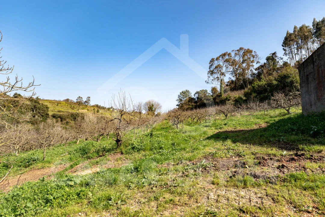 Quinta para Venda em Maiorga Foto 4